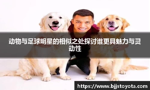 动物与足球明星的相似之处探讨谁更具魅力与灵动性